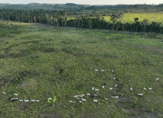 Ganado pasta en una zona deforestada ilegalmente en una reserva extractiva cercana a la localidad de Jaci-Paraná, el 12 de julio de 2023, en el estado de Rondonia, Brasil. (AP Foto/André Penner, Archivo)