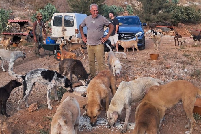 En esta fotografía proporcionada por Mashala Shelte en 2024, Hussein Hamza alimenta a perros en su refugio para animales en Kfour, en el sur del Líbano. (Mashala Shelter vía AP)