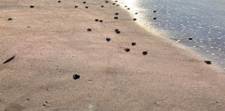 Tortugas marinas en peligro: Incubación se redujo en 64% en el Parque Nacional Sipacate-Naranjo Liberación de tortugas marinas. Foto: Conap