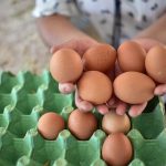 MAGA pide a comerciantes tener licencia para manipulación de huevos.