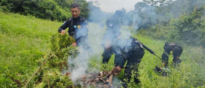 Erradicaron más de 44 mil plantas de marihuana en Petén y San Marcos. Foto La Hora: PNC