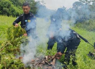 Erradicaron más de 44 mil plantas de marihuana en Petén y San Marcos. Foto La Hora: PNC