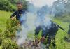 Erradicaron más de 44 mil plantas de marihuana en Petén y San Marcos. Foto La Hora: PNC