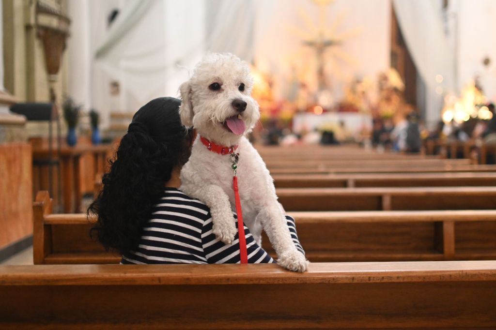 Mascotas Día de San Francisco de Asís