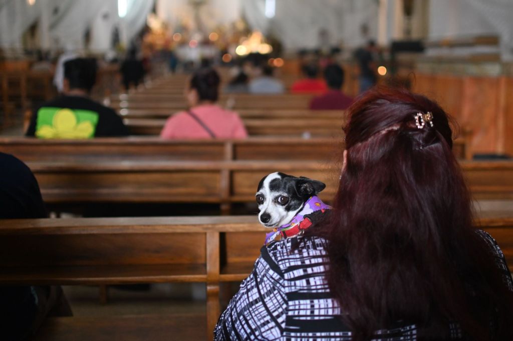 Mascotas Día de San Francisco de Asís 4