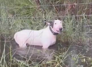 Perro es abandonado en Florida en medio de la emergencia por el huracán Milton. Captura X @UHN_Plus / @FHPTampa