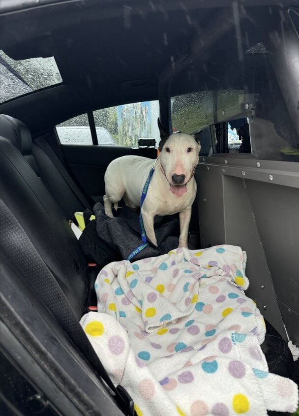 Perro es rescatado en Florida, previo a la llegada del huracán Milton. (X/@FHPTampa)