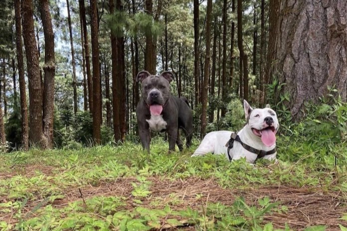 Terry perro American Bully