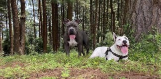 Terry perro American Bully