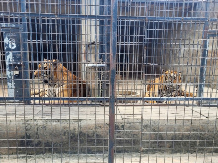 En la imagen, tigres enjaulados en el zoo Dong Xoai, en la ciudad de Bien Hoa, Vietnam, el 3 de octubre de 2024. (Phuoc Tuan/VNExpress vía AP)