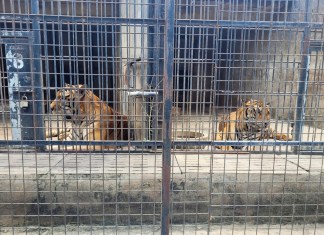 En la imagen, tigres enjaulados en el zoo Dong Xoai, en la ciudad de Bien Hoa, Vietnam, el 3 de octubre de 2024. (Phuoc Tuan/VNExpress vía AP)