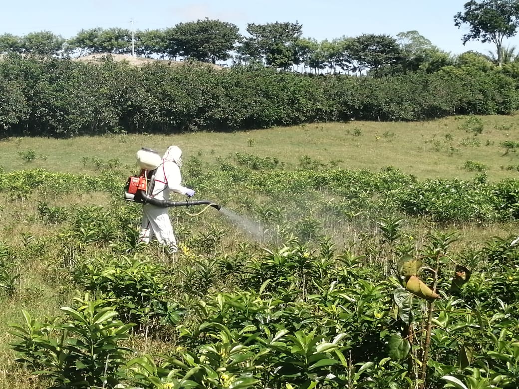 Fumigación por plaga de langostas voladoras. Foto La Hora: MAGA