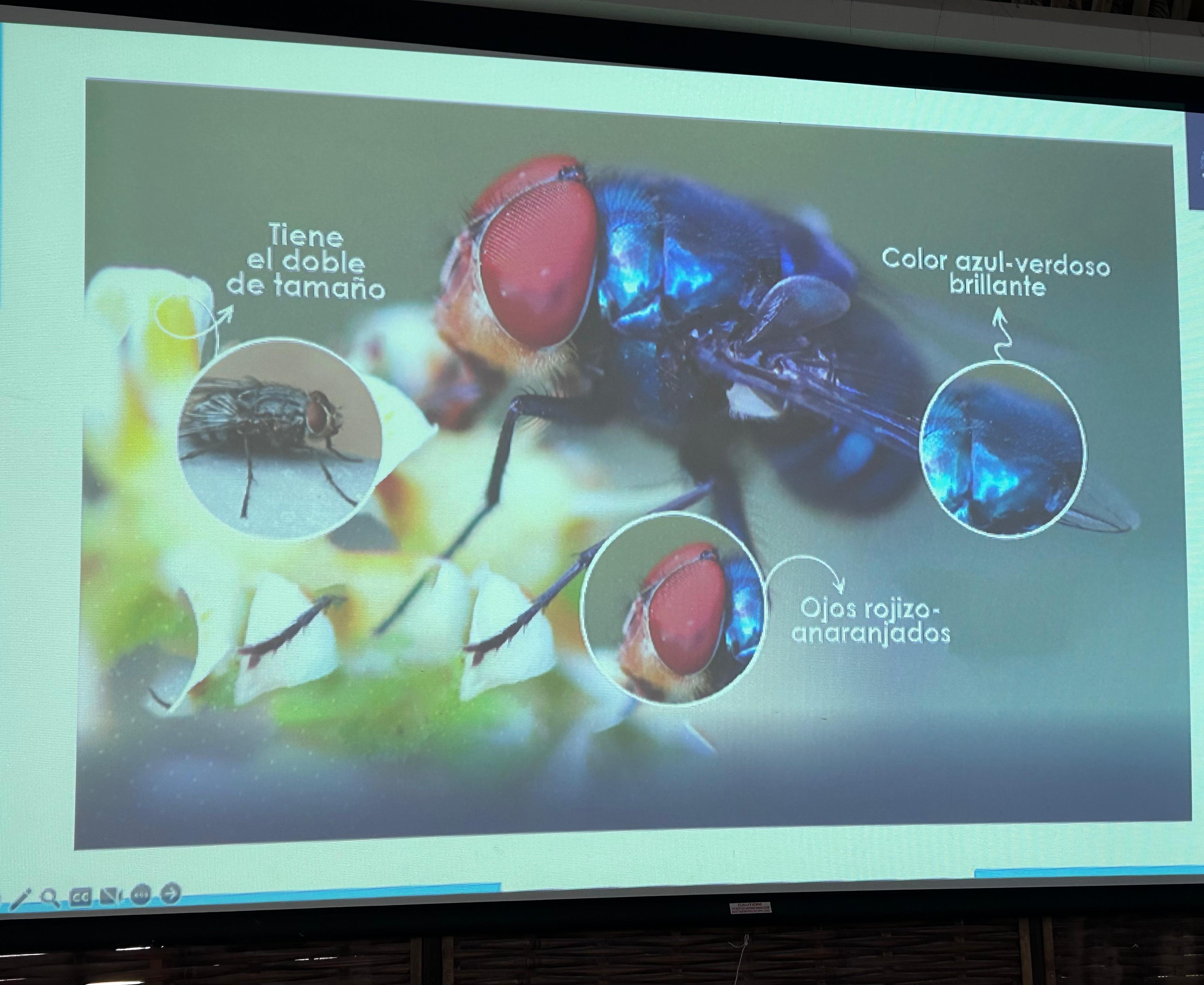 MAGA detalla acerca de las características de la mosca cochliomyia hominivoras. Foto la Hora: Daniel Ramírez.