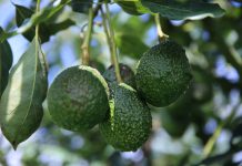 Aguacate Hass