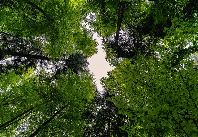 Bosque
