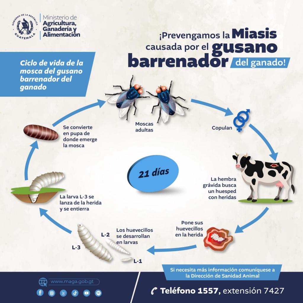 ciclo gusano barrenador