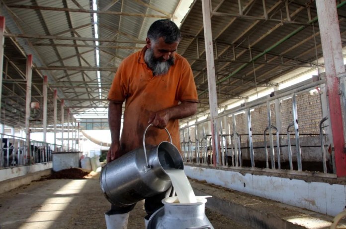 Imagen de archivo de un agricultor vertiendo leche cruda fresca en un recipiente. EFE/EPA/STRINGER