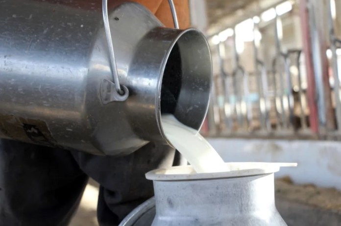 Imagen de archivo de un agricultor vertiendo leche cruda fresca en un recipiente. EFE/EPA/STRINGER