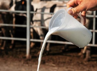 En esta imagen de archivo se puede ver leche cruda acabada de ordeñar. EFE/Robin Townsend.