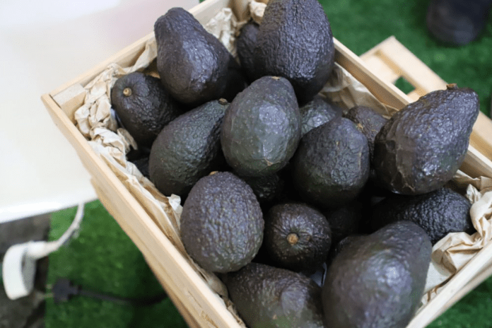 aguacate