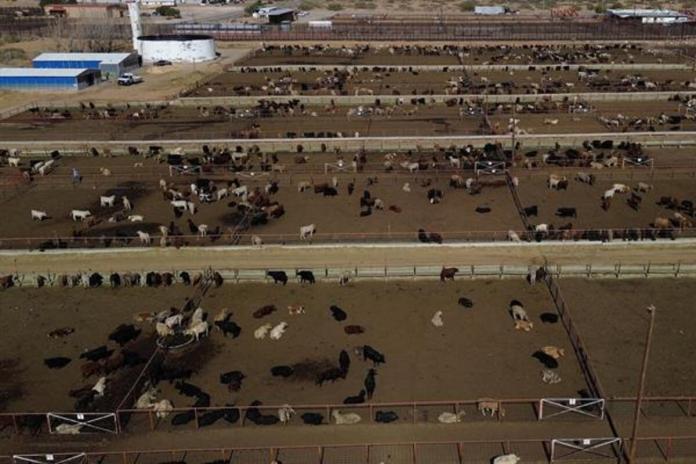 Fotografía aérea de ganado vacuno este jueves en Ciudad Juárez, Chihuahua Foto La Hora/EFE