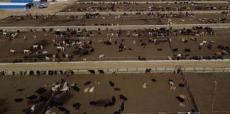 Fotografía aérea de ganado vacuno este jueves en Ciudad Juárez, Chihuahua Foto La Hora/EFE