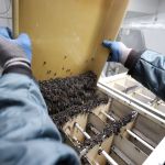 Más de 13 millones de moscas estériles en Izabal para frenar al Gusano Barrenador de Ganado