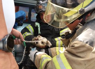 Dos perritos fueron rescatados de incendio forestal en zona 6 capitalina