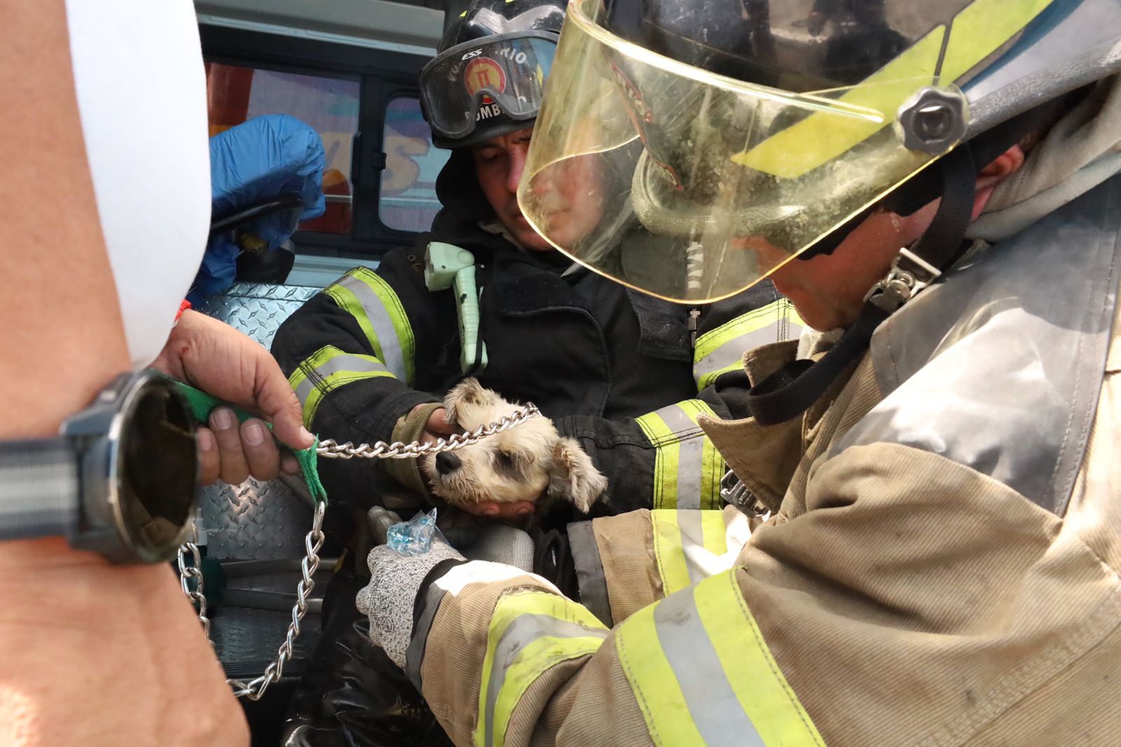 Dos perritos fueron rescatados de incendio forestal en zona 6 capitalina