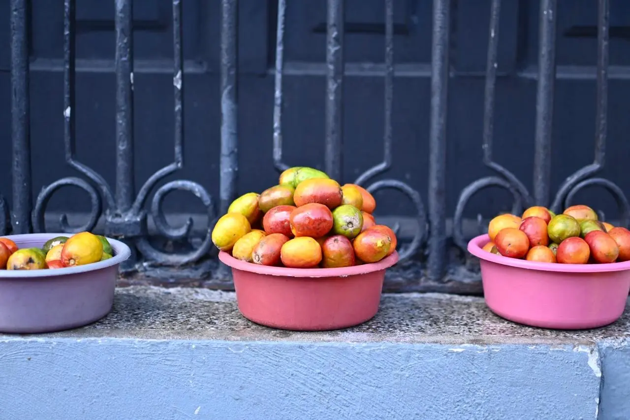 Jocotes se ponen a la venta en las calles de Guatemala entre agosto y diciembre de cada año. 