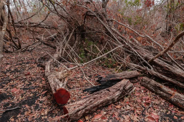 Bosque afectados por incendios forestales