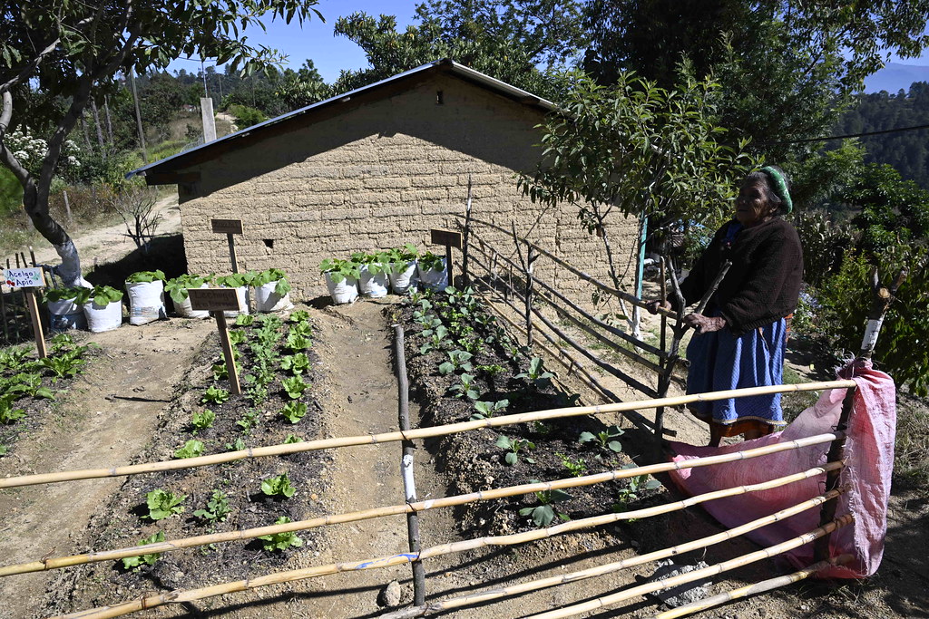 Impulsan los huertos familiares para cultivar sus propios alimentos. Foto La Hora: Gobierno de Guatemala