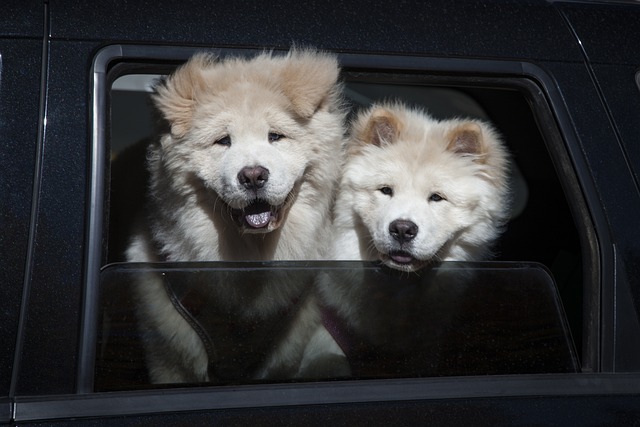 Dos perros en el interior de un carro.