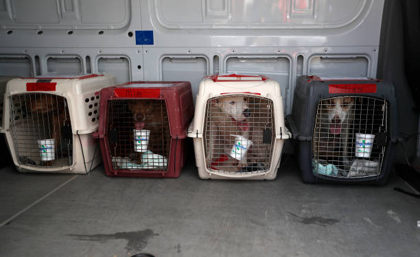 Varias mascotas en un avión. 