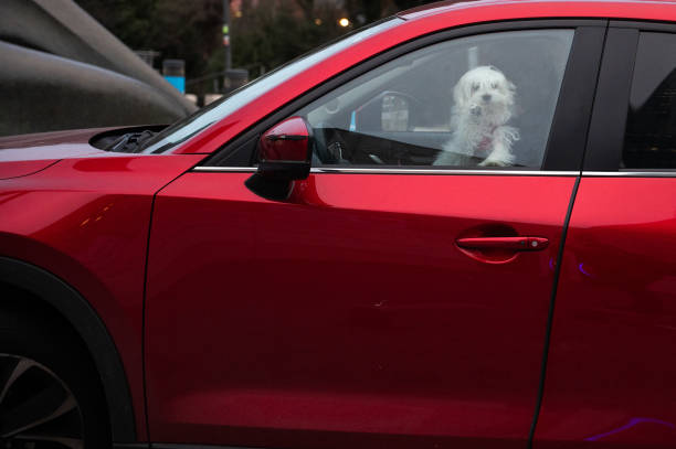 Un mascota en el interior de un vehículo.