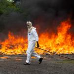 Un integrante de las autoridades dominicanas camina frente a paquetes de cocaína que son incinerados, este lunes en Pedro Brand (República Dominicana). EFE/Orlando Barría