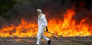 Un integrante de las autoridades dominicanas camina frente a paquetes de cocaína que son incinerados, este lunes en Pedro Brand (República Dominicana). EFE/Orlando Barría