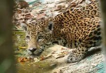 Conap animales silvestres