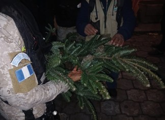 Agentes de la DIPRONA decomisan ramillas de Pinabete en Quetzaltenango. Foto La Hora: PNC