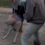 VIDEO: Usuarios captan momento en donde tres hombres cometen supuesto maltrato animal