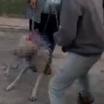 MAGA da seguimiento a denuncia de maltrato animal en Chimaltenango
