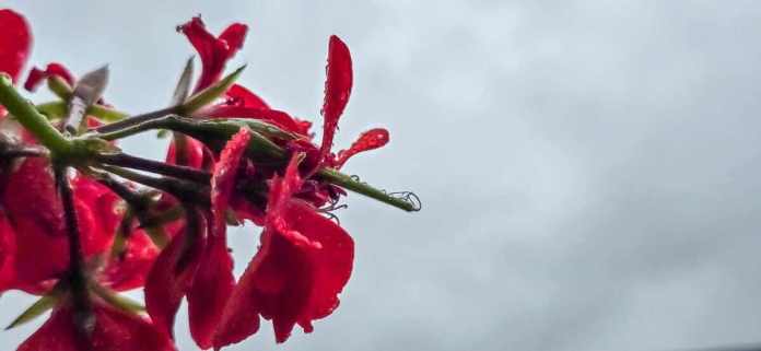 Lluvias y bajas temperaturas se prevén para las próximas horas. Foto La Hora: Sergio Osegueda