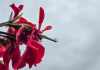 Lluvias y bajas temperaturas se prevén para las próximas horas. Foto La Hora: Sergio Osegueda