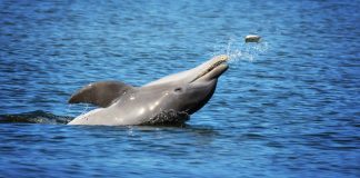 Delfines presentan fentanilo y fármacos