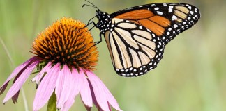 Fotografía cedida por el Servicio de Pesca y Vida Silvestre de Estados Unidos (USFWS, en inglés) de una mariposa monarca.