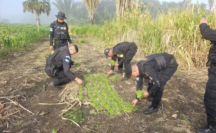 Antinarcóticos localizan y destruyen más de 38 mil matas de marihuana en Petén