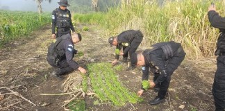 Antinarcóticos localizan y destruyen más de 38 mil matas de marihuana en Petén