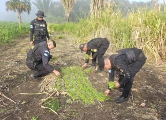 Antinarcóticos localizan y destruyen más de 38 mil matas de marihuana en Petén