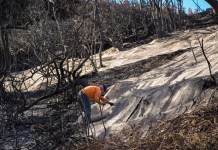 Lluvias en California sofocan incendios pero aumentan riesgos por desechos Trabajadores aseguran una red para impedir aludes de lodo en el lateral quemado de una mansión en el vecindario de Pacific Palisades, en Los Ángeles