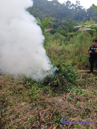 Antinarcóticos erradican presuntos cultivos de marihuana y coca en Petén y San Marcos